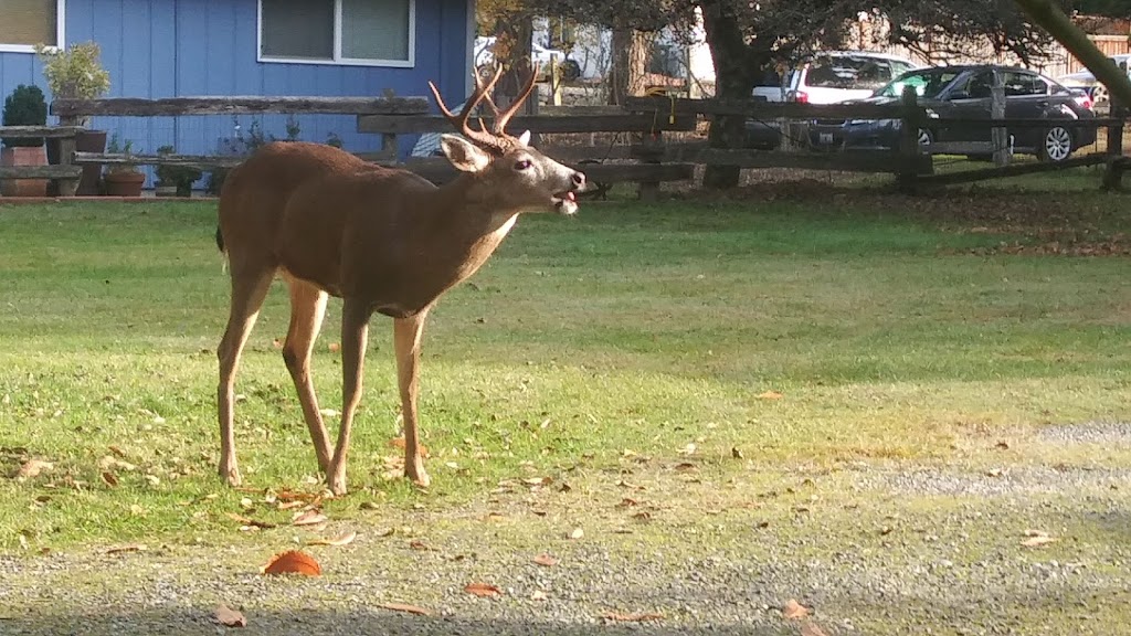 Webber Court Community Park | 2301 Worthington St, Steilacoom, WA 98388, USA | Phone: (253) 581-1076