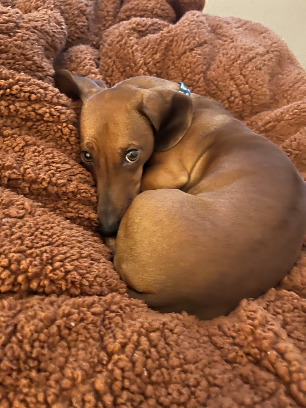 Animal Emergency Clinic | 22085 Commerce Wy, Grand Terrace, CA 92313, USA | Phone: (909) 825-9350