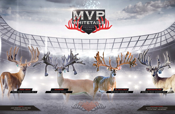 MVP Whitetails | 4400 Kaufman Rd, Kaufman, TX 75142, USA | Phone: (214) 683-9906