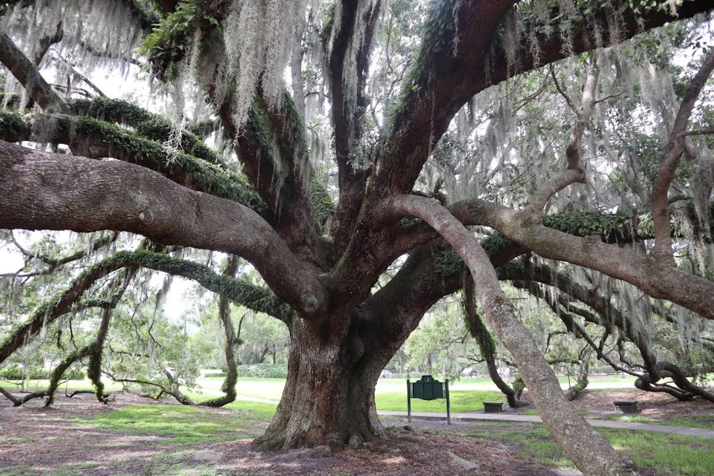 Mayor Tree Wedding Ceremony Site | 900 E Princeton St, Orlando, FL 32803, USA | Phone: (407) 246-2283