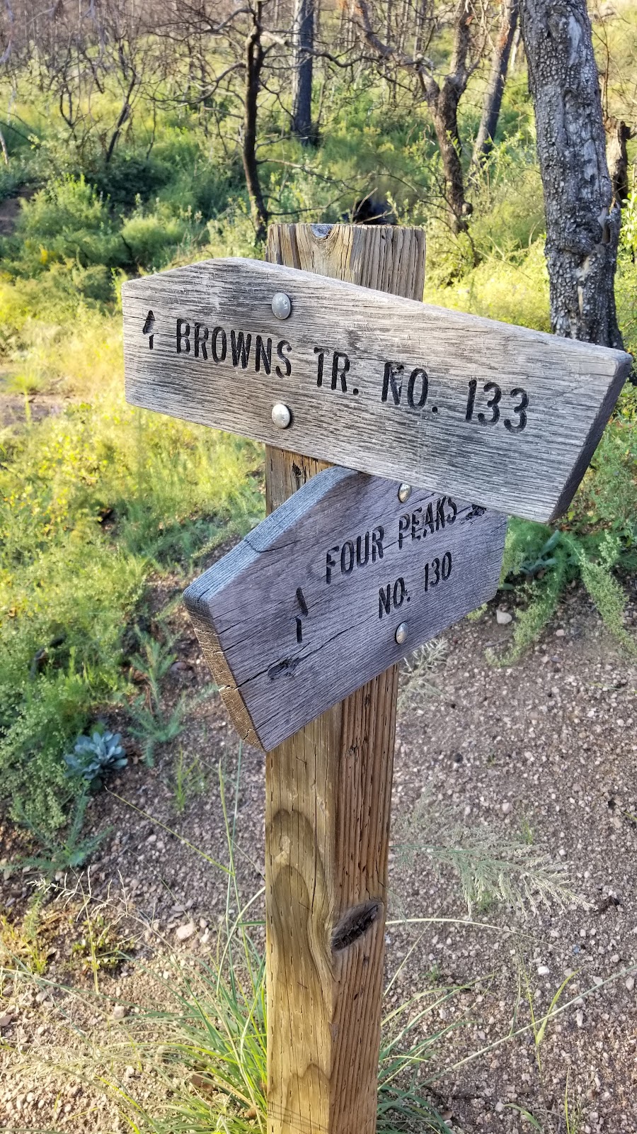 Lone Pine Trailhead | Pigeon Spring Rd, Tonto Basin, AZ 85553, USA | Phone: (480) 610-3300