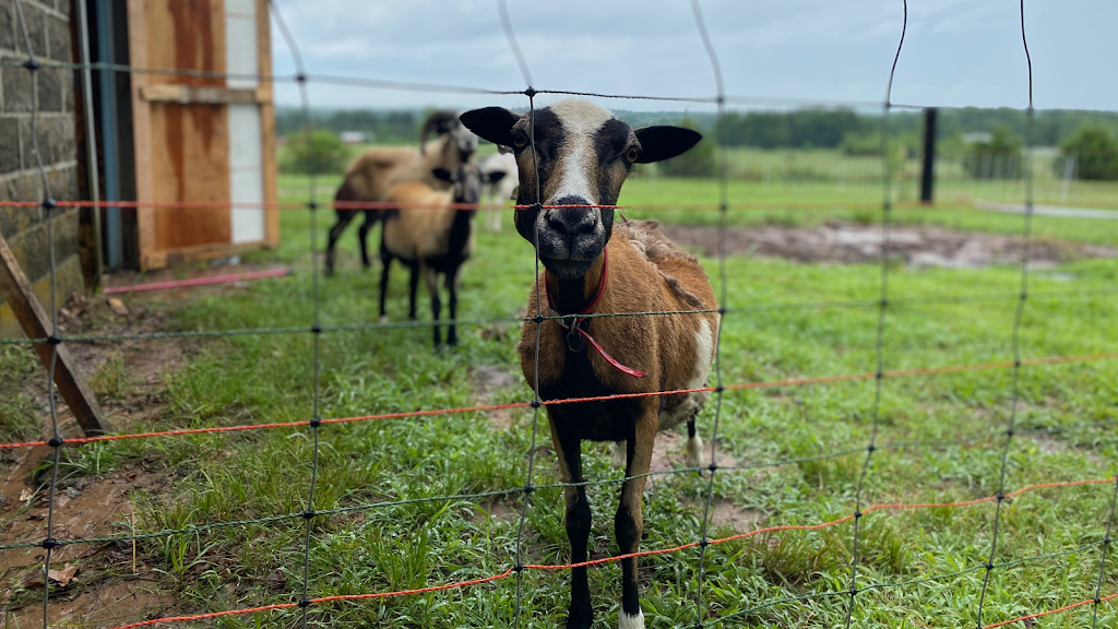 Nûñnëhï Farms | 338418 US-62, Meeker, OK 74855, USA | Phone: (405) 473-3168