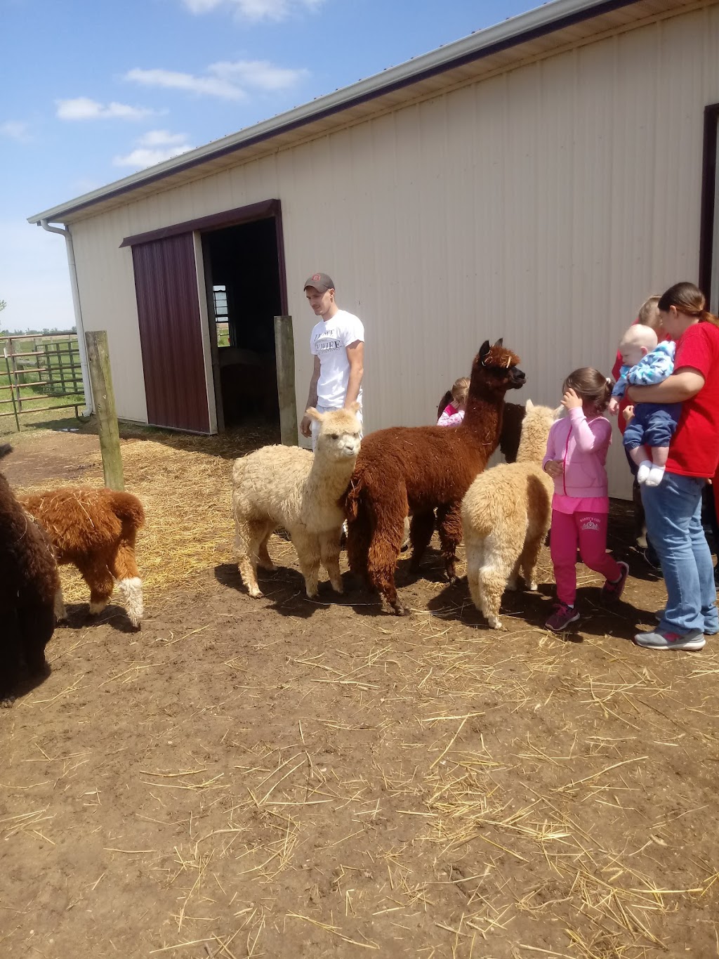 A & R Alpaca Farm and Gift Shop | 10981 US-22, Williamsport, OH 43164, USA | Phone: (614) 361-8789