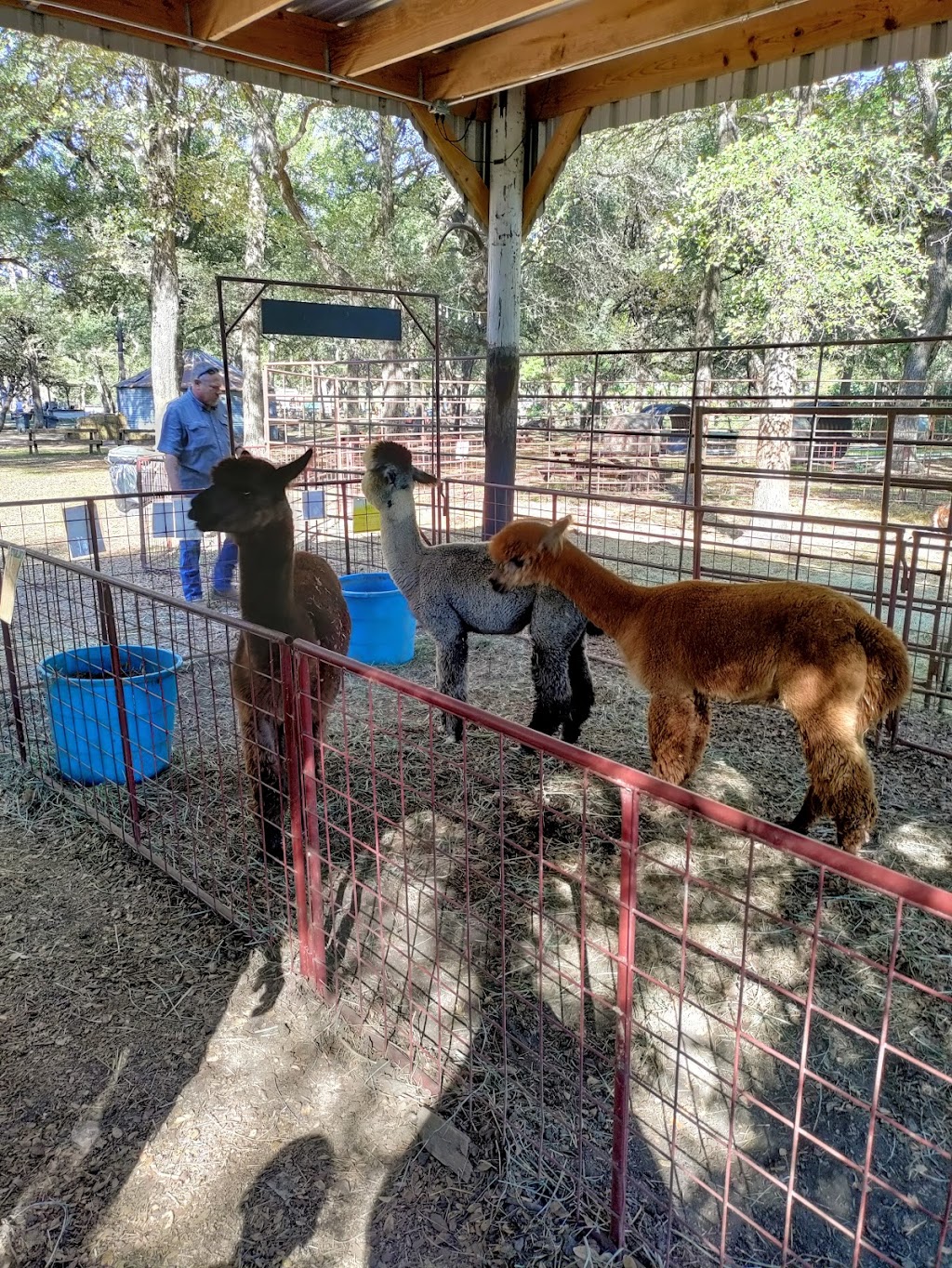 Shadow Creek Pumpkin Farm | 99.0959.000.016.99.108, Midlothian, TX 76065, USA | Phone: (469) 612-3331