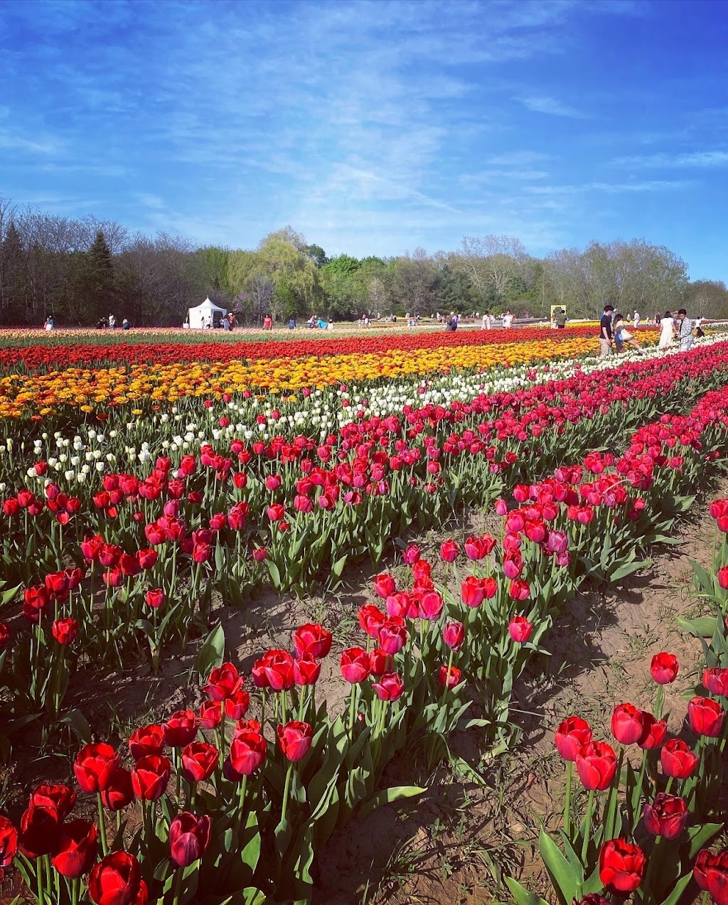 TASC Tulip Pick Farm | 1415 Balfour St, Fenwick, ON L0S 1C0, Canada | Phone: (848) 217-2661