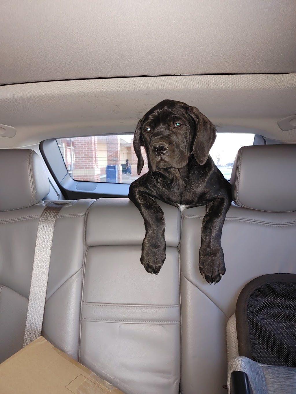 Mebane Pet Clinic | 900 Mebane Oaks Rd, Mebane, NC 27302, USA | Phone: (919) 304-5200