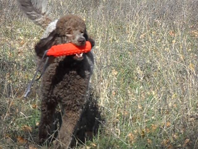 Dover Quality Poodles | 1662 164th Ln NW, Andover, MN 55304, USA | Phone: (763) 434-7332