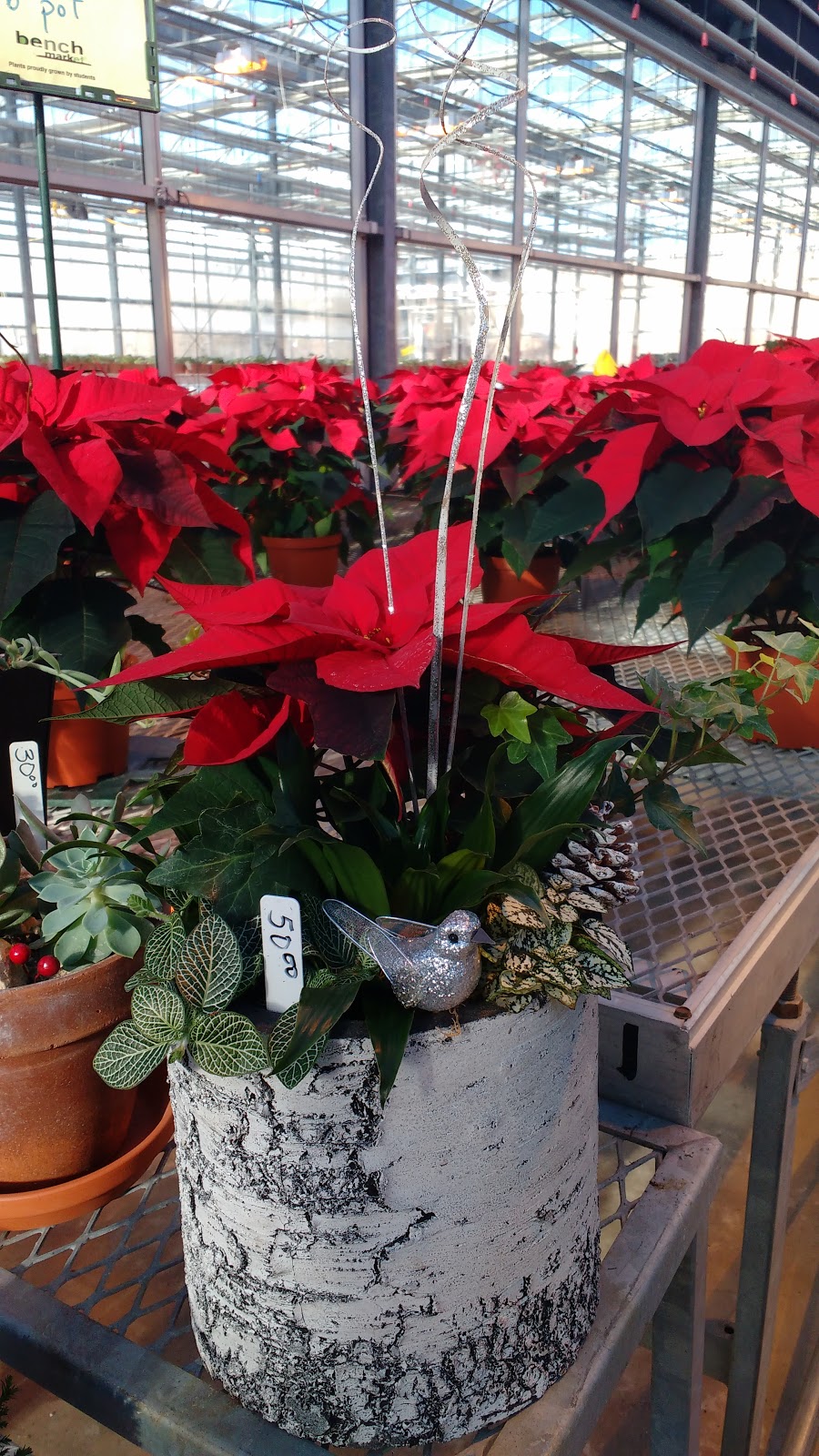 Niagara College Greenhouse Nursery | 135 Taylor Rd, Niagara Falls, ON L2H 0H5, Canada | Phone: (905) 641-2252 ext. 4082