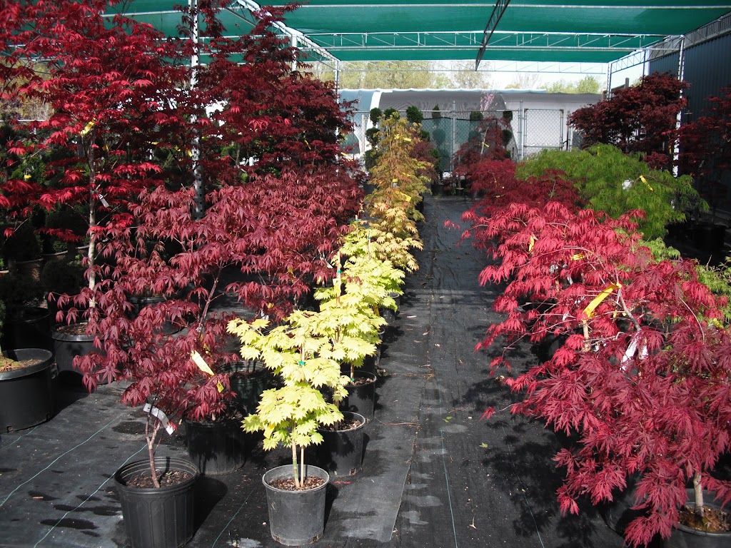 BLUE STAR NURSERY LTD. | 5056 Malden Rd, Windsor, ON N9E 3T9, Canada | Phone: (519) 966-5673