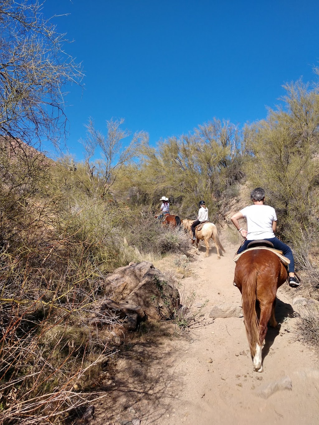 Saguaro Lake Ranch Stables | 13050 N Bush Hwy, Mesa, AZ 85215, USA | Phone: (480) 984-0335