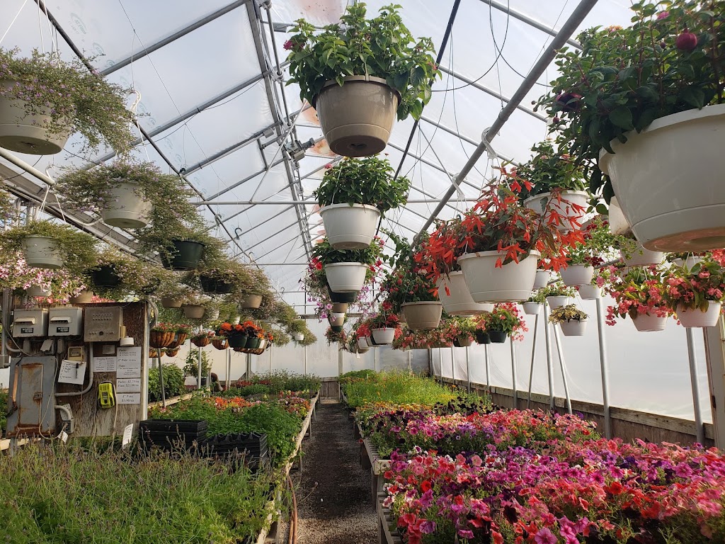 Harringtons Greenhouses | 4653 N Byron Rd, Elba, NY 14058, USA | Phone: (585) 757-2450