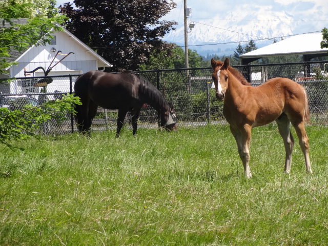 Countryside Equine Veterinary Service | 2601 NE 259th St, Ridgefield, WA 98642 | Phone: (360) 887-7814