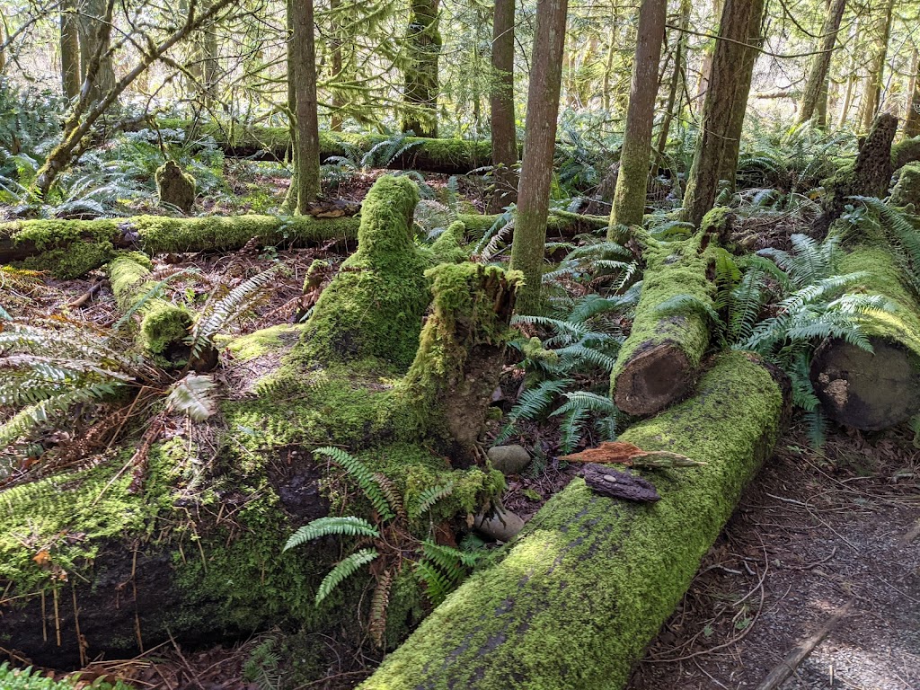 Tiger Mountain State Forest | Issaquah, WA 98027, USA | Phone: (360) 902-1375