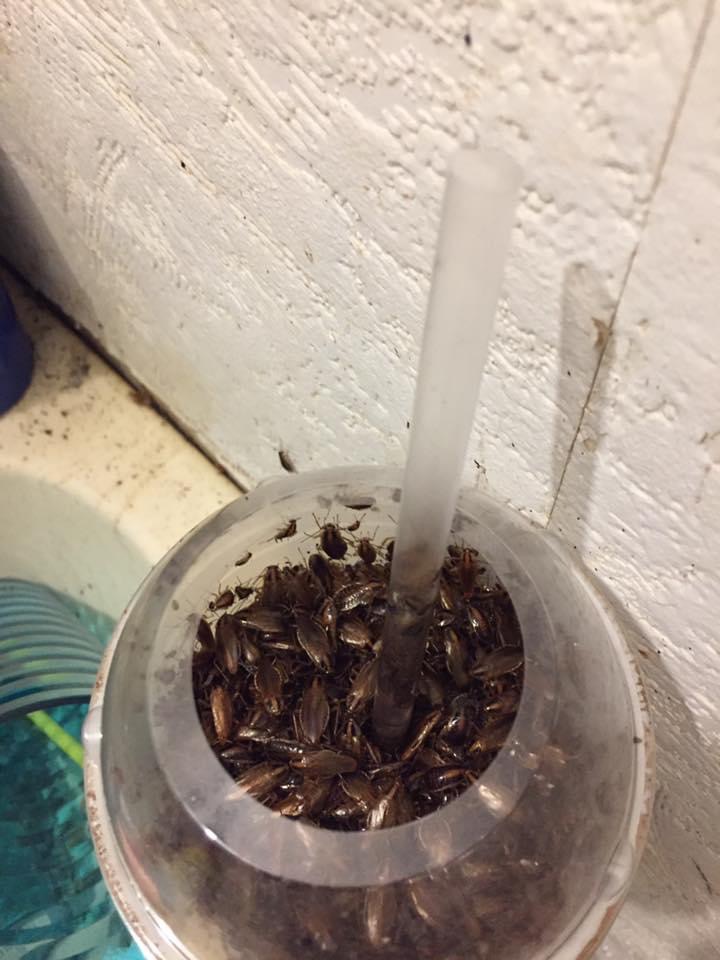 Humphries Pest Control Inc | 751 Highland Ave NW, Palm Bay, FL 32907, USA | Phone: (321) 759-7378