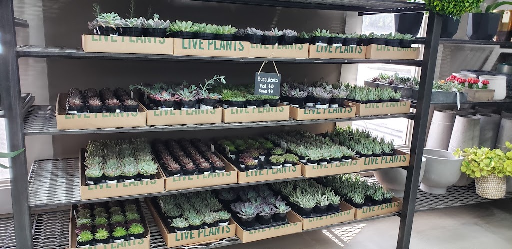 Austin Succulents | 1806 W Koenig Ln #A, Austin, TX 78756, USA | Phone: (512) 453-6633