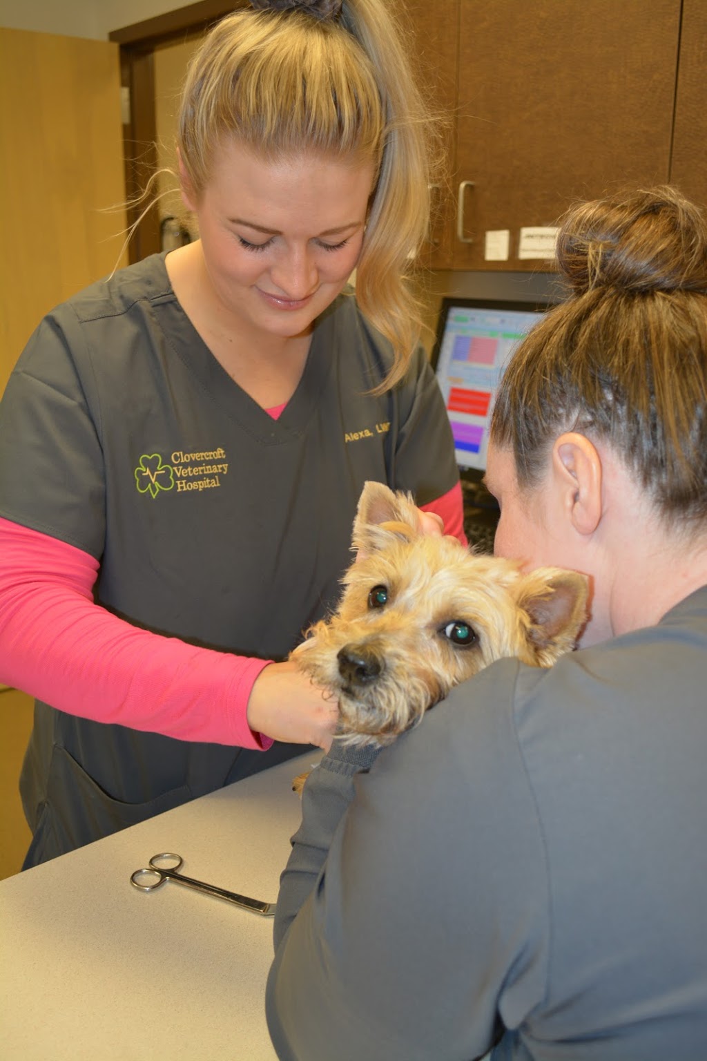 Clovercroft Veterinary Hospital | 4180 Clovercroft Rd, Franklin, TN 37067, USA | Phone: (615) 790-8585