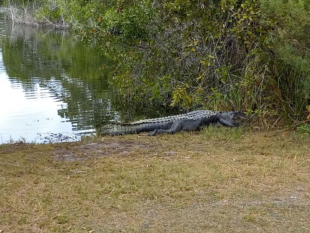 Long Pine Key Campground | Homestead, FL 33034, USA | Phone: (305) 242-7873