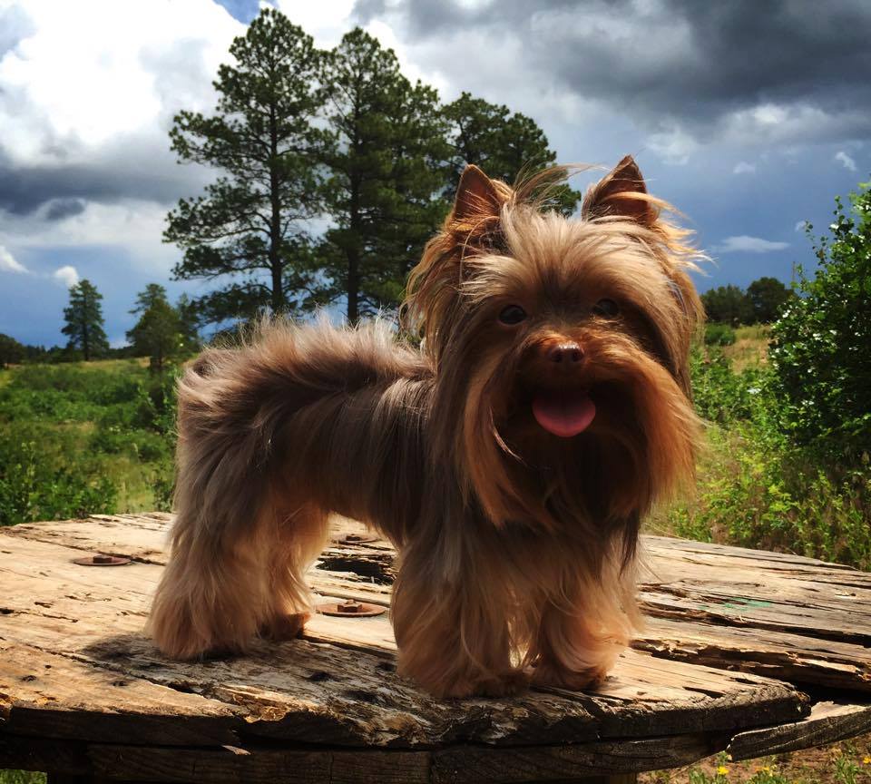 Yorkies By Cheri | 3705 FM 902, Gainesville, TX 76240, USA | Phone: (940) 372-8868