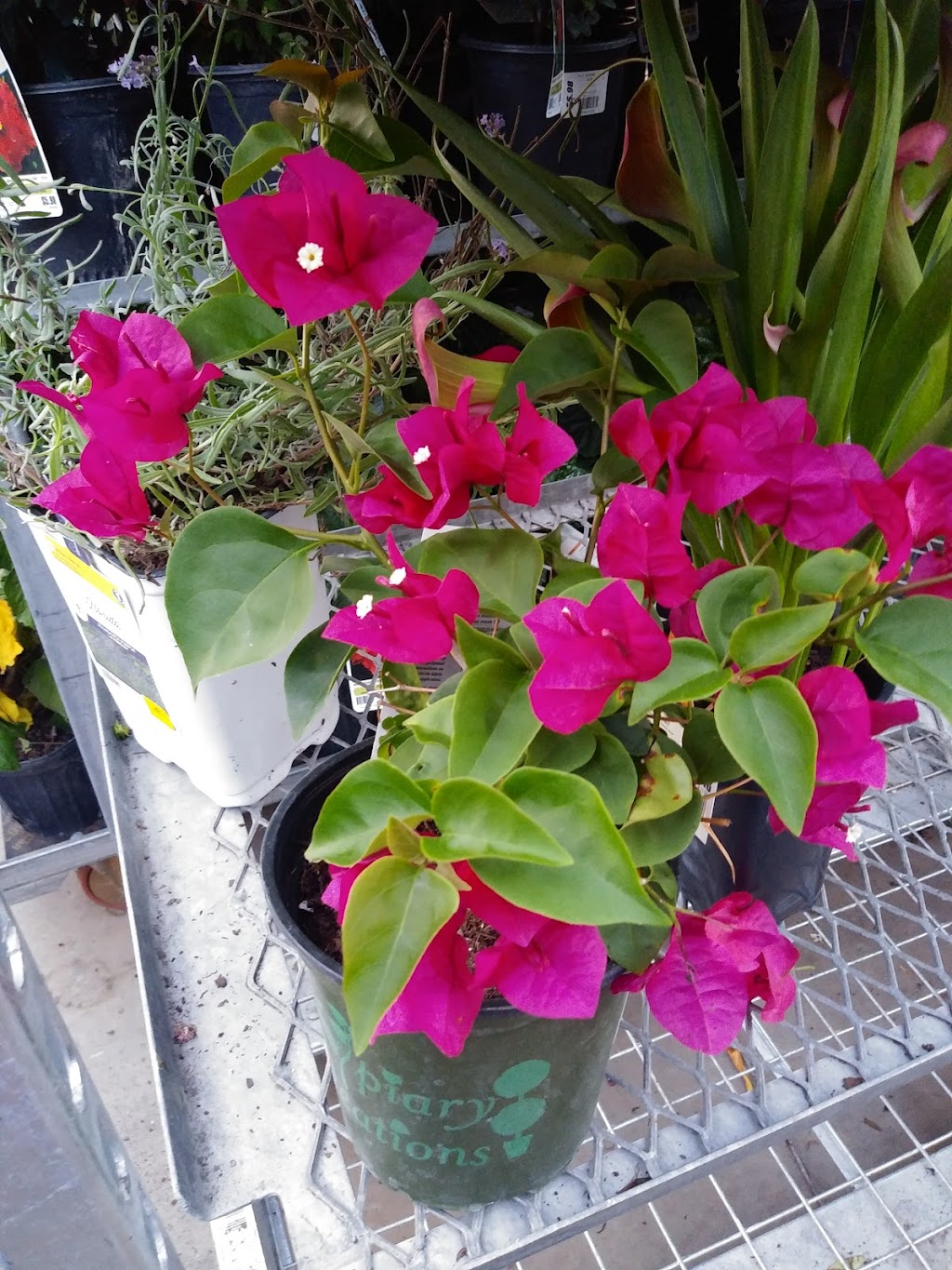 Lowes Garden Center | 7117 Broad St, Brooksville, FL 34601, USA | Phone: (352) 754-6320