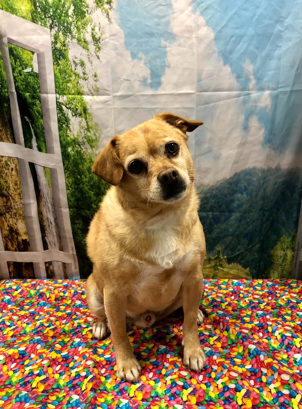 Zen Dog Mobile Spa | Albany, NY 12202, USA | Phone: (518) 944-5436