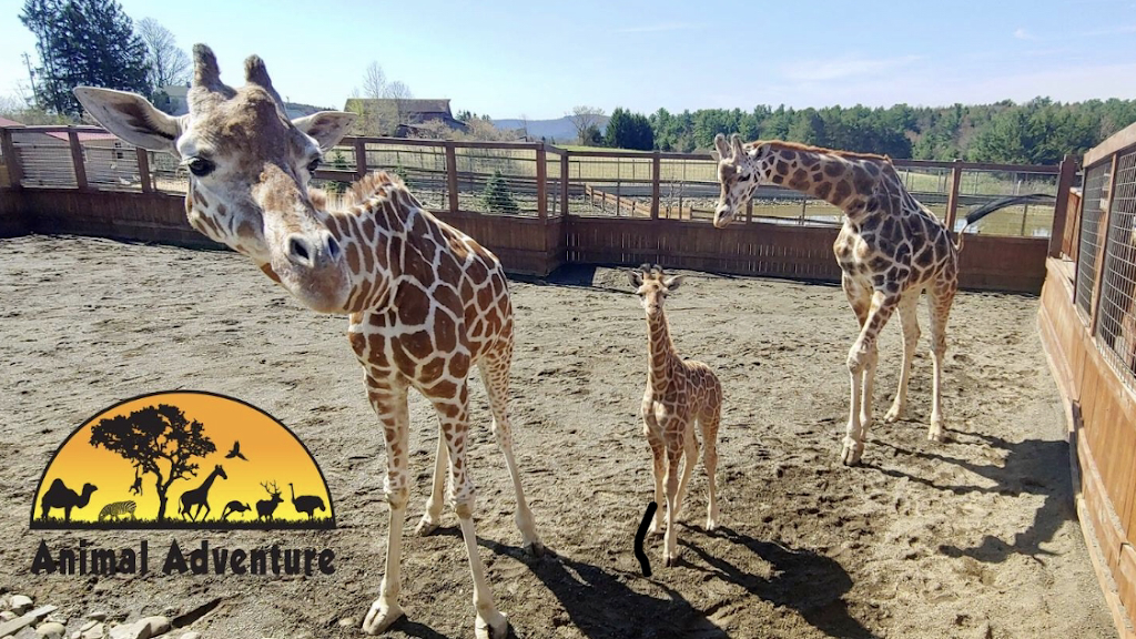 Animal Adventure Park | 85 Martin Hill Rd, Harpursville, NY 13787, USA | Phone: (607) 760-4429