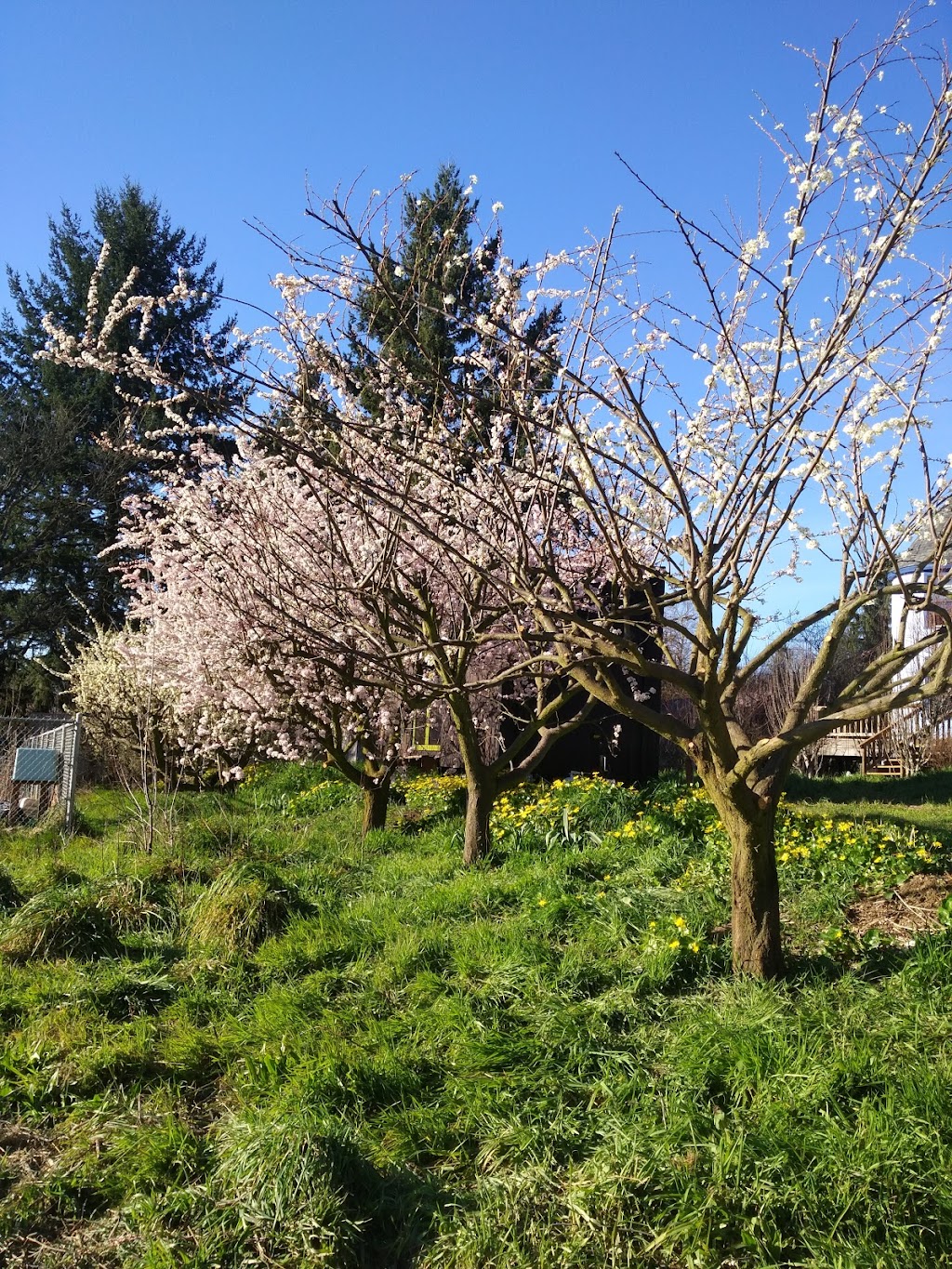 Errol Heights Community Garden | 4841 SE Tenino Ct, Portland, OR 97206 | Phone: (503) 823-1612