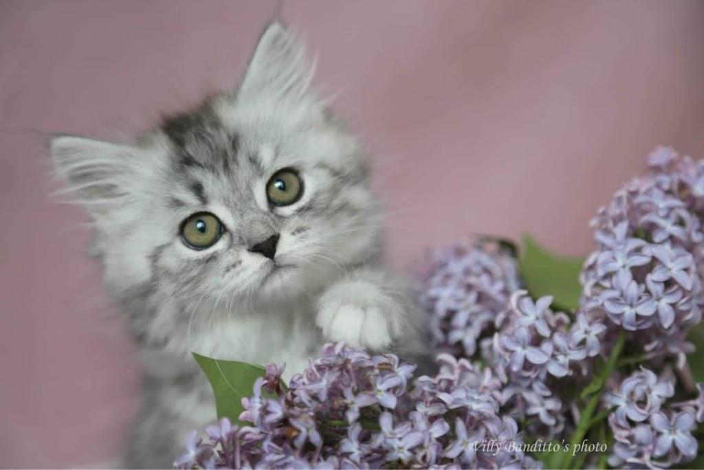 Aquarella Hypoallergenic Siberian Cats | Westland, MI 48185, USA | Phone: (734) 510-3108