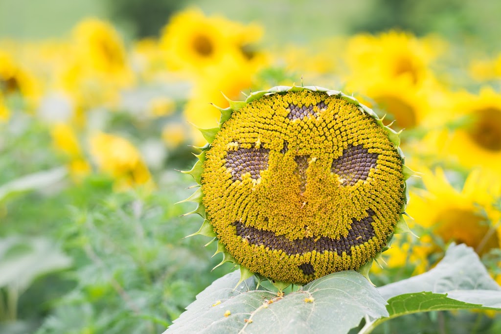 Schwirian Farm Sunflower Fields | 4511 Hollow Rd, Elizabeth, PA 15037, USA | Phone: (412) 445-2257