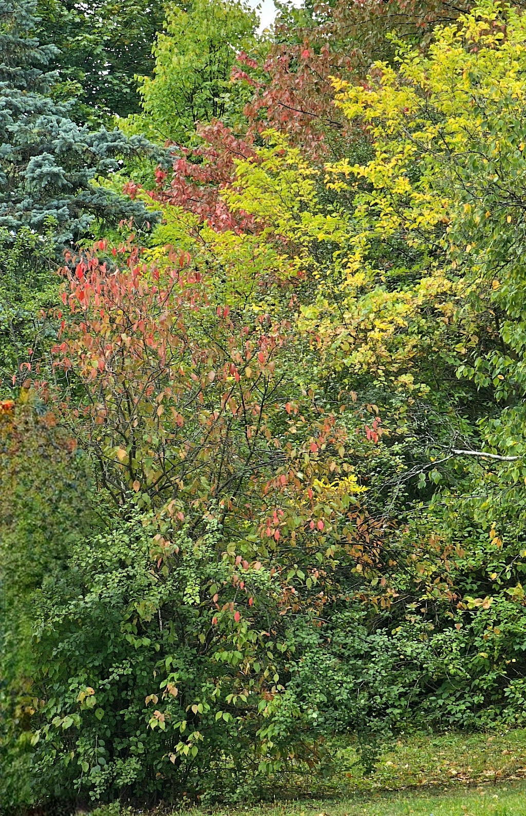 Arbor Hills Nature Area | 3528 Burbank Dr, Ann Arbor, MI 48105, USA | Phone: (734) 794-6000