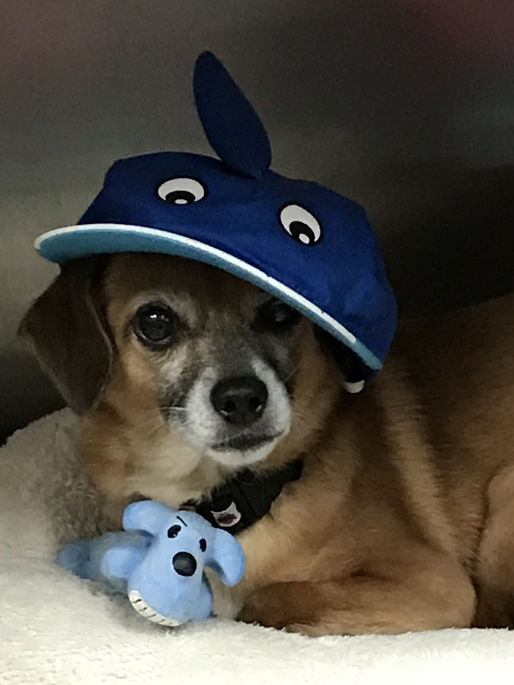 Four Legged Friends Animal Hospital | 3131 E Thunderbird Rd STE 59, Phoenix, AZ 85032, USA | Phone: (602) 787-0015