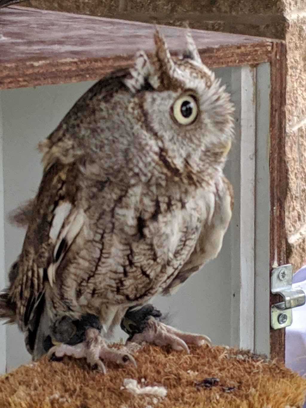 Wildlife Rescue Center | 1128 New Ballwin Rd, Ballwin, MO 63021, USA | Phone: (636) 394-1880