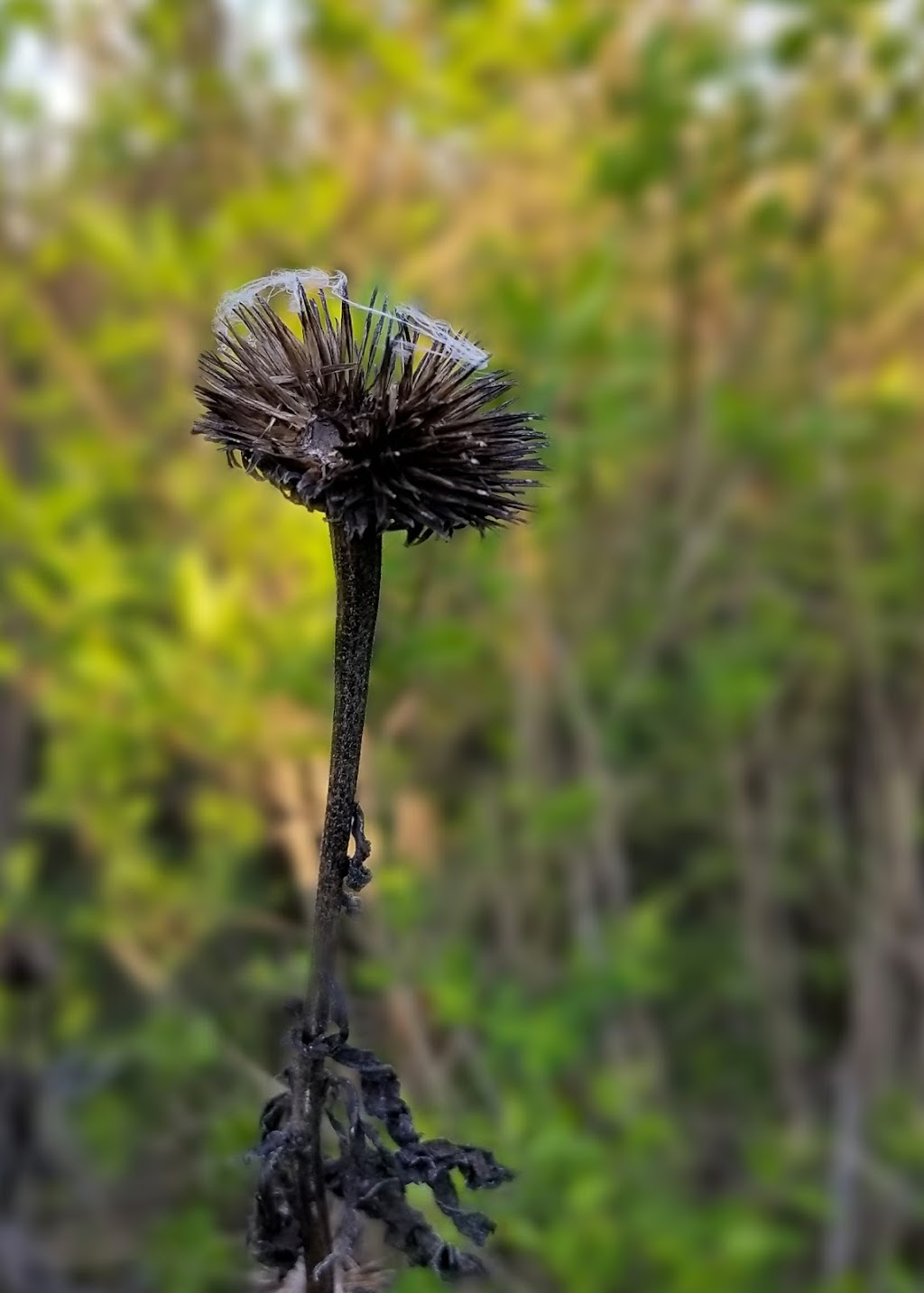 Dicken Woods Nature Area | 1495 S Maple Rd, Ann Arbor, MI 48103, USA | Phone: (734) 794-6230 Dicken Woods Nature Area | 1495 S Maple Rd, Ann Arbor, MI 48103, USA | Phone: (734) 794-6230