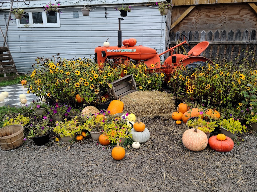 Howell Family Pumpkin Farm | 2878 Holland Rd, Fonthill, ON L0S 1E6, Canada | Phone: (905) 892-3918