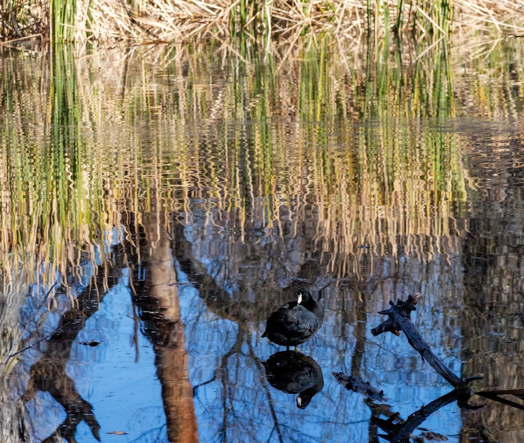 Hassayampa River Preserve Nature Center | 49614 U.S. Hwy 60 89, Wickenburg, AZ 85390, USA | Phone: (928) 684-2772