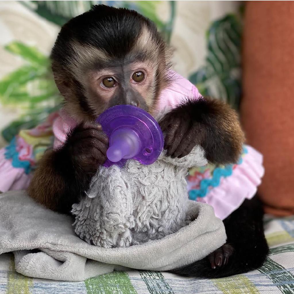 CAPUCHIN MONKEY FOR SALE | 6451moonhill Dr, Dallas, TX 75241 | Phone: (254) 244-2821