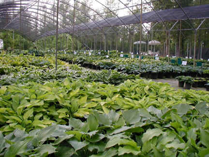 Pine Forest Gardens Hosta Nursery | 556 Ellison Rd, Tyrone, GA 30290, USA | Phone: (770) 487-5036