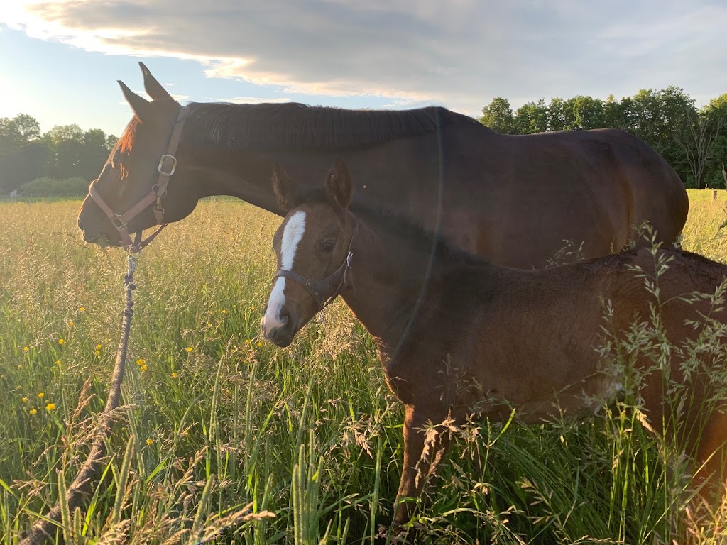 Rock Wall Farm | 273 Clove Rd, Castleton, NY 12033, USA | Phone: (518) 732-5284