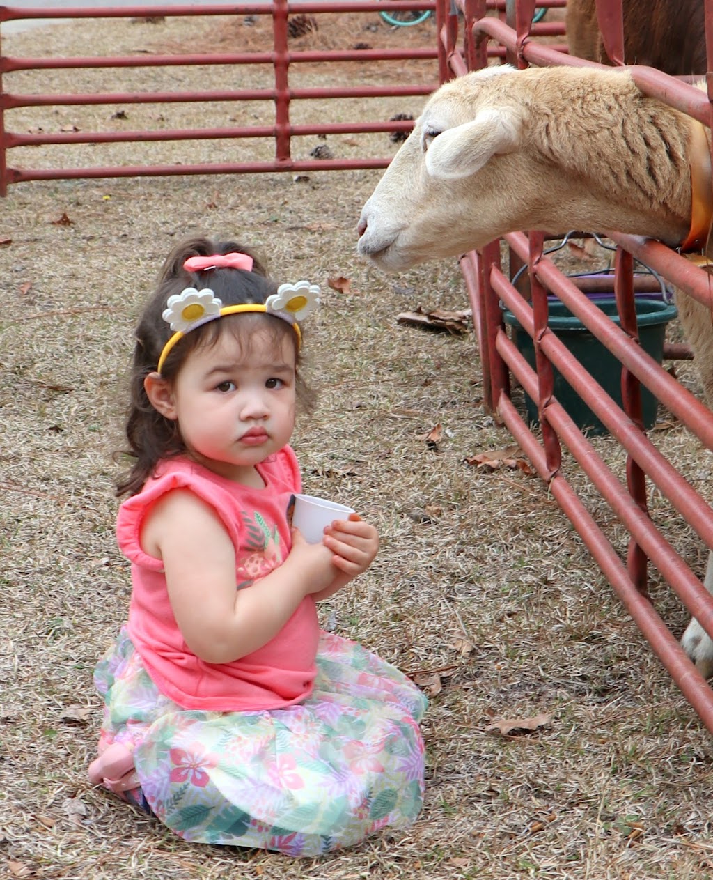 Barefoot Creek Farm Mobile Petting Zoo | 1100 Freedom Lane, Carthage, NC 28327, USA | Phone: (910) 286-9288