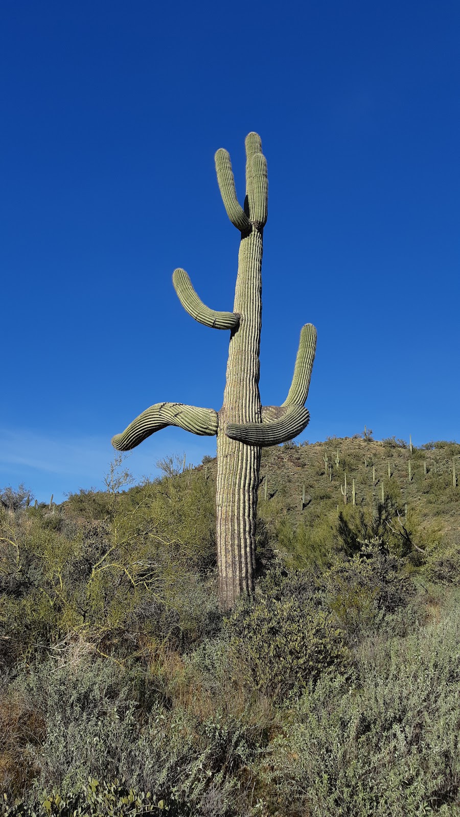 Cave Creek Trail Rides | 37019 N 32nd St, Cave Creek, AZ 85331, USA | Phone: (623) 742-6700