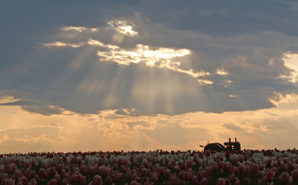 Red Barn Hemp | 33814 S Meridian Rd, Woodburn, OR 97071, USA | Phone: (503) 634-2580