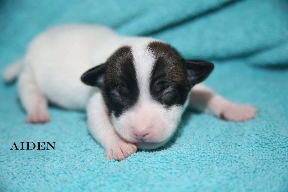 42 Jack Russell Terriers | 354198 E 1000 Rd, Prague, OK 74864, USA | Phone: (405) 567-1636