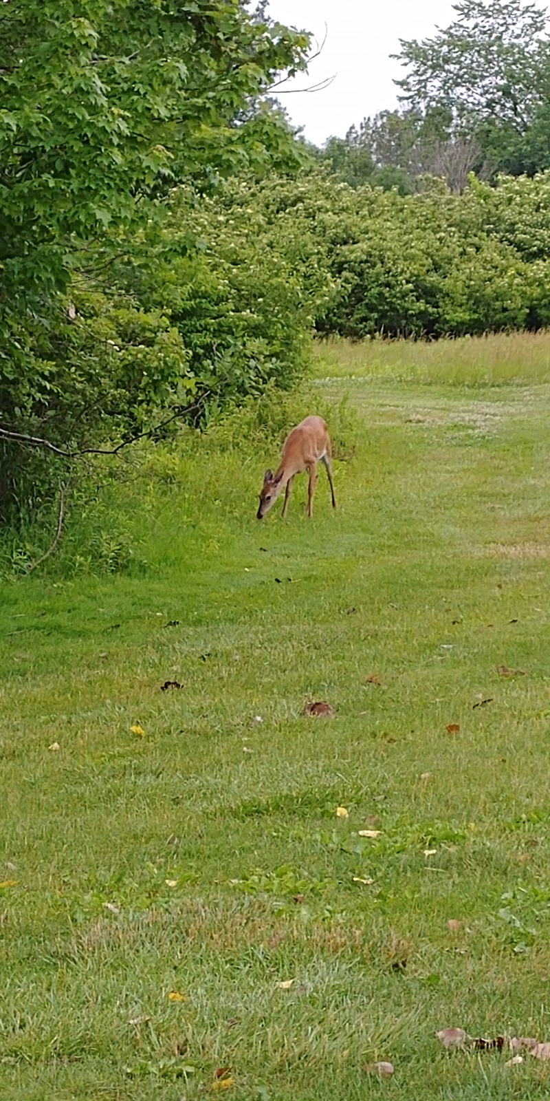 Lake Erie Metropark Golf Course | 14786 Lee Rd, Brownstown Charter Twp, MI 48173, USA | Phone: (734) 379-0048