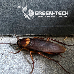 Green-Tech Termite and Pest Control | 1395 Belcher Rd, Palm Harbor, FL 34683, USA | Phone: (727) 772-7378
