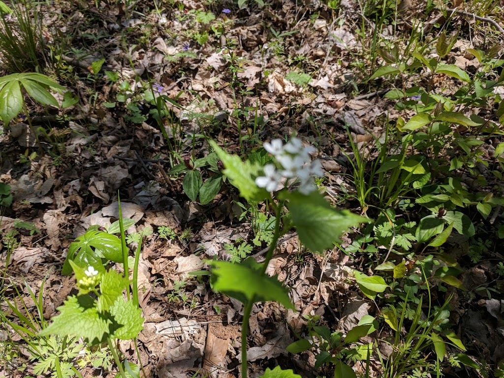 Pierce Township Locust Corner Park & Trails | 961 Locust Corner Rd, Cincinnati, OH 45245, USA | Phone: (513) 752-6262