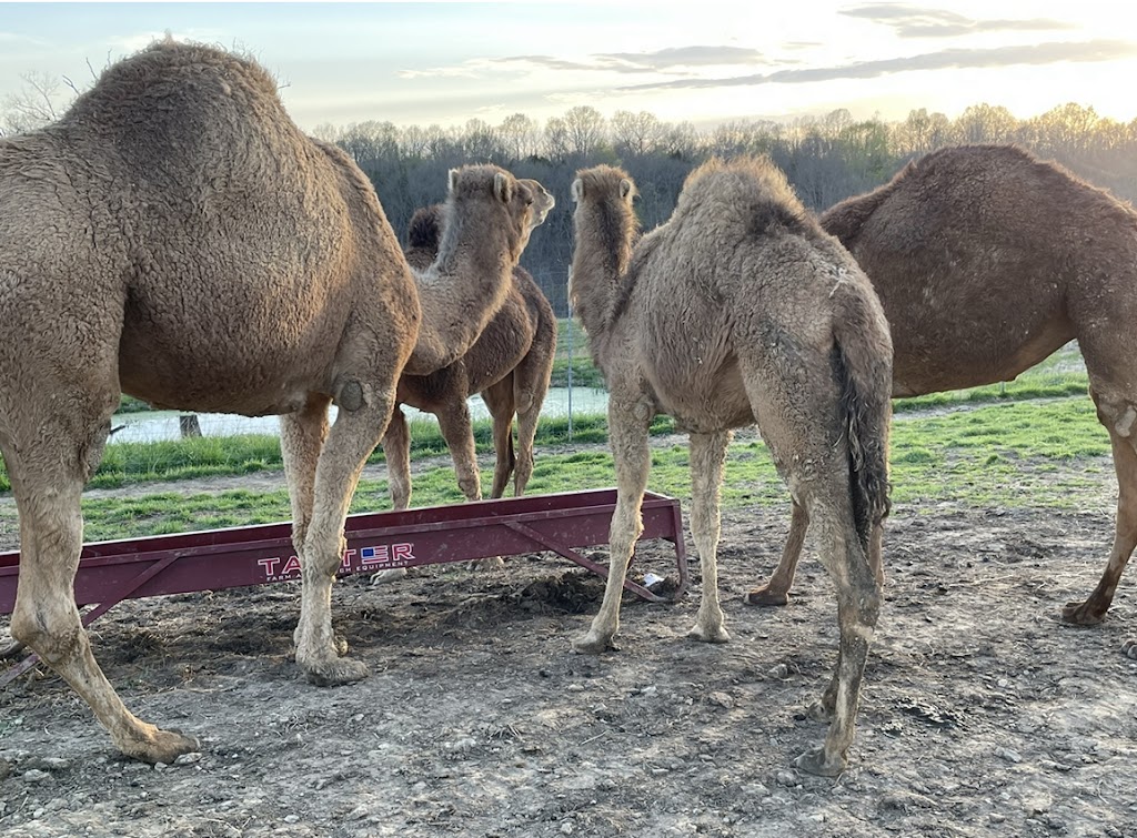 Little crooked creek safari | 1430 Little Crooked Creek Rd, Lawrenceburg, KY 40342, USA | Phone: (502) 445-6501