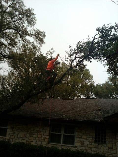 Adeleyvis Vazquez trees service | 240 goodwin ct, Lockhart, TX 78644, USA | Phone: (786) 239-5711