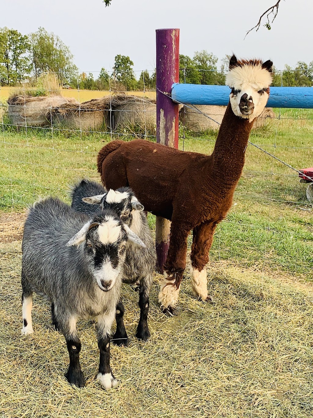 Ostrich Land Ontario | 8299 Concession 2 Rd, Caistor Centre, ON L0R 1E0, Canada | Phone: (647) 988-0841