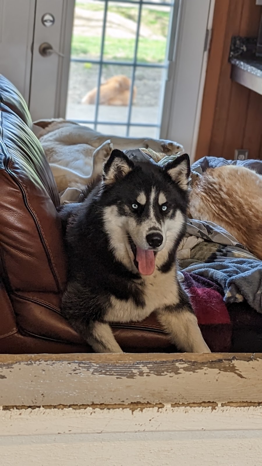 Toronto Veterinary Services | 1415 Franklin St, Toronto, OH 43964, USA | Phone: (740) 537-3057