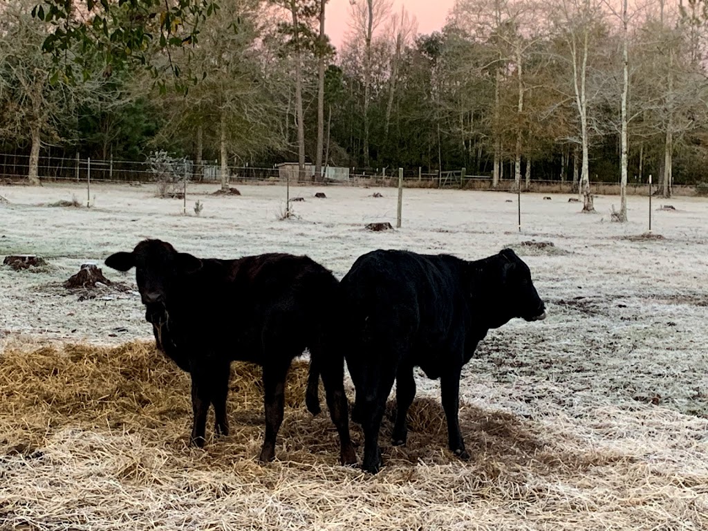 Black Creek Farm llc | 4421 MS-43, Picayune, MS 39466, USA | Phone: (601) 916-1610