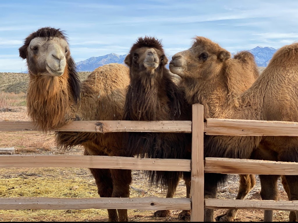 Camel Safari Las Vegas | 2725 River Cliff Rd, Bunkerville, NV 89007, USA | Phone: (800) 836-4036